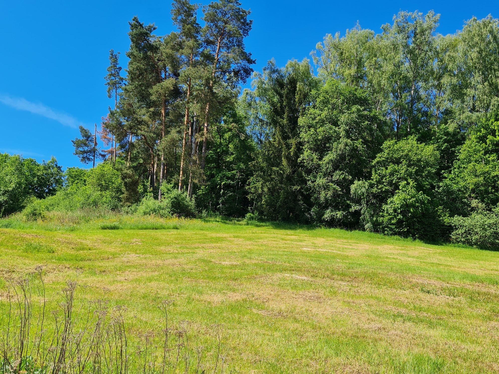 Wiesenfläche und Umgebung